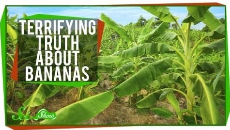 The terrifying truth about bananas
